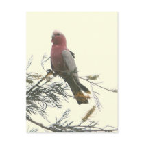 Galah Postcard