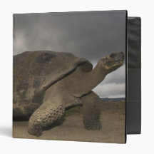 Galapagos Giant Tortoise Geochelone Vinyl Binders