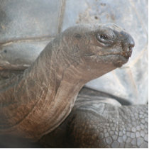 Galápagos giant tortoise photograph photo sculptures