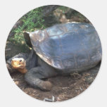 Galapagos Giant Tortoise (Saddle-Backed type) lyin Round Stickers
