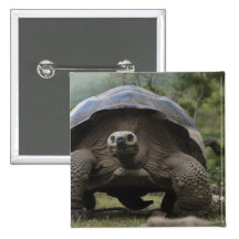 Galapagos Giant Tortoises Geochelone Pinback Buttons