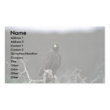 Galapagos Hawk Business Card Template