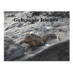Galapagos Islands Postcard