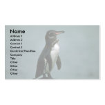 Galapagos' Penguin On Lava Rock Business Cards