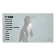 Galapagos' Penguin On Lava Rock Business Cards