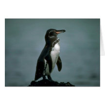 Galapagos' Penguin On Lava Rock Greeting Card