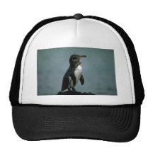 Galapagos' Penguin On Lava Rock Mesh Hats