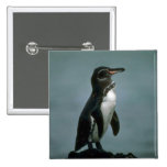 Galapagos' Penguin On Lava Rock Pinback Button