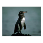 Galapagos' Penguin On Lava Rock Post Cards