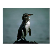 Galapagos' Penguin On Lava Rock Post Cards