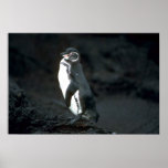 Galapagos' Penguin On Lava Rock Poster