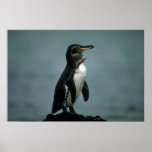 Galapagos' Penguin On Lava Rock Print