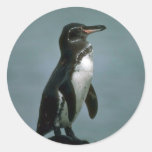 Galapagos' Penguin On Lava Rock Stickers
