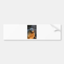 Galapagos sea lion bumper stickers