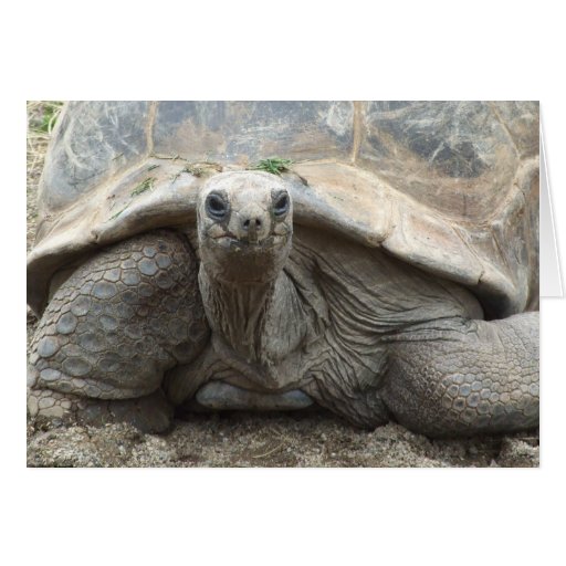 Galapagos Tortoise Card