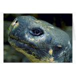 Galapagos Tortoise Card