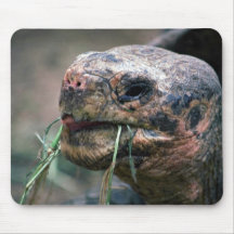 Galapagos Turtle, Galapagos Islands Mousepad