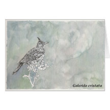 Galerida_cristata Felicitaciones