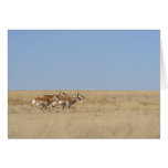 Galloping Antelope Greeting Card