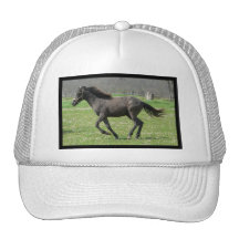 Galloping Colt Baseball Hat