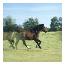 Galloping Mustang Invitation
