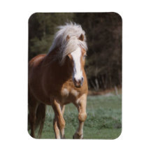 Galloping Palomino Magnet