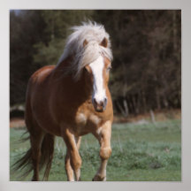 Galloping Palomino Poster