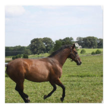 Galloping Thoroughbred  Invitations