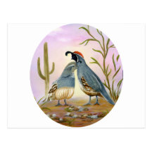 Gambel Quails Postcards
