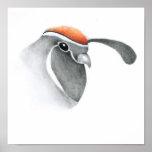 Gambel's quail print