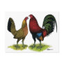Gamefowl Pair Post Cards