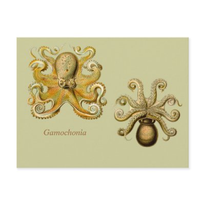 Gamochonia Horizontal Postcard by retroz
