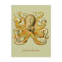 Gamochonia Vertical Postcard