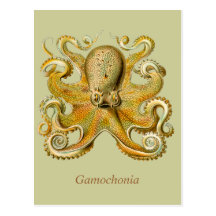 Gamochonia Vertical Postcard