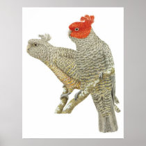 Gang-gang Cockatoo Pair - Callocephalon fimbriatum Posters