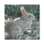Garden Bunny Refrigerator Magnets
