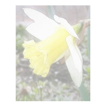 Garden Daffodil In Early Spring Custom Letterhead