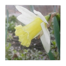 Garden Daffodil In Early Spring Ceramic Tiles