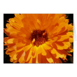 Garden Delight Card