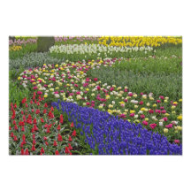Garden design of Grape Hyacinth, and tulips, Photographic Print