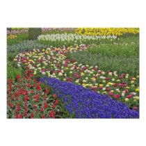 Garden design of Grape Hyacinth, and tulips,