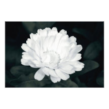 Garden flower photographic print