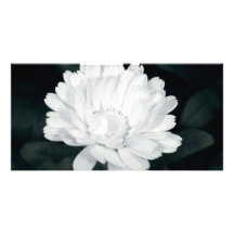 Garden flower picture card