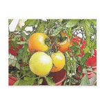 Garden Fresh Heirloom Tomatoes Post Card