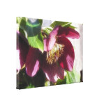Garden Hellebore In Spring Sunshine Stretched Canvas Print