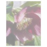 Garden Hellebore In Spring Sunshine Letterhead