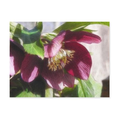 Garden Hellebore In Spring Sunshine Postcards by Pretty_World