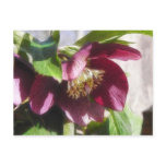 Garden Hellebore In Spring Sunshine postcards
