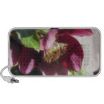 Garden Hellebore In Spring Sunshine Notebook Speaker