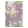 Garden Hellebore In Spring Sunshine Customized Stationery